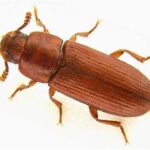 Educational Flour Beetles 100/Pack