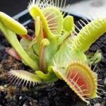 Venus Fly Trap Plants