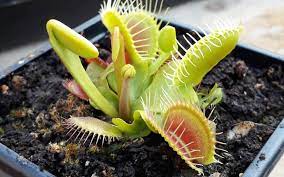 Venus Fly Trap Plants