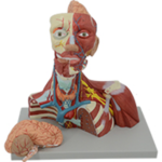Head and Neck Model