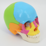 Osteopathic Skull Model, 22 Part, Didactic Version