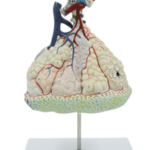 Detailed Pulmonary Lobule Model