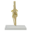 Canine Knee Anatomy Model