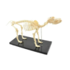 High-Quality Canine Skeleton Model
