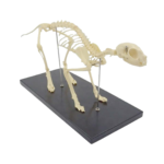 Cat Skeleton Plastic Model