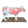Fibreglass Cow Dissection Model