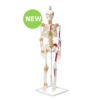 Human Skeleton Model Hanging With Ligament & Muscle, Numbered 85cm