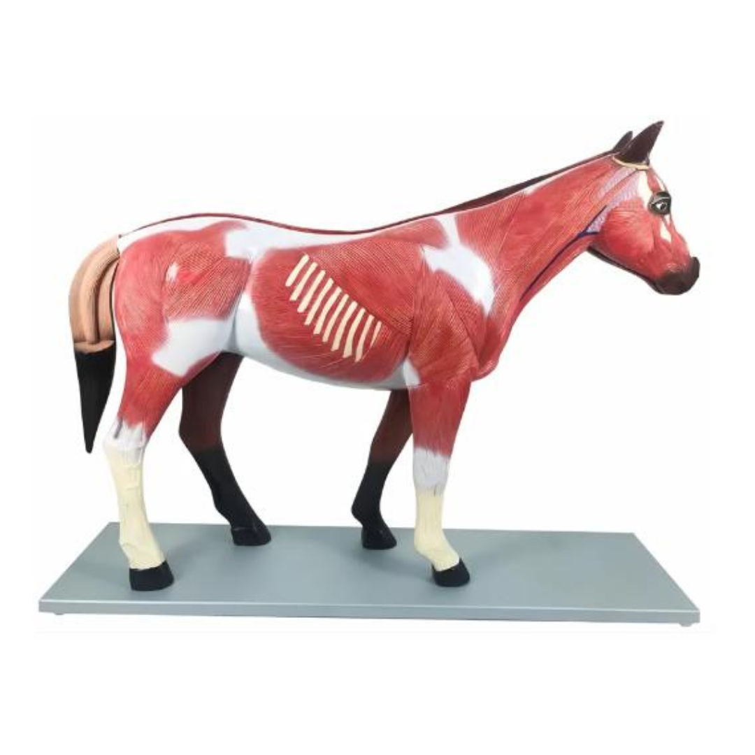 Fibreglass Horse Dissection Model