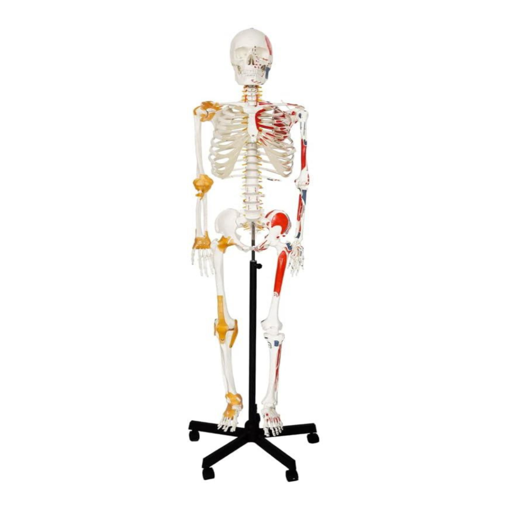 Flexible Muscle Skeleton Model - Eduscience Video Gallery