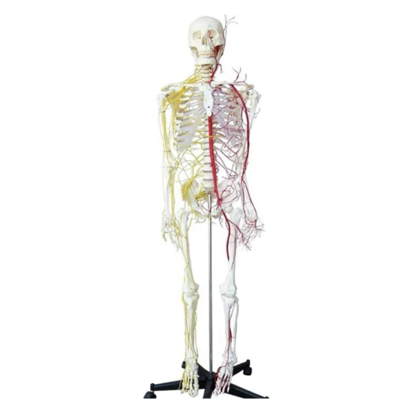 Human Skeleton Model Full-size