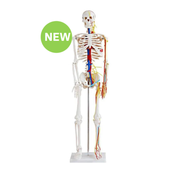 Human Skeleton Model With Blood Vessels 85cm