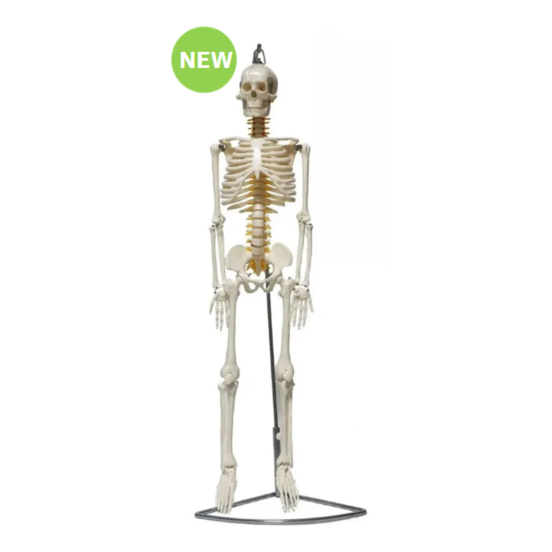 Skeleton with Nerves 85cm