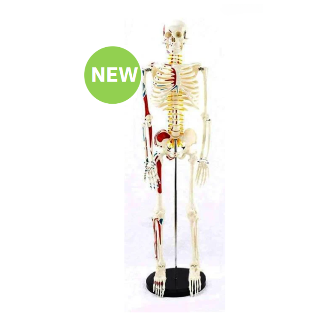 Human Skeleton Life-Size 1/2