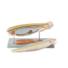 Amphioxus Anatomy Model
