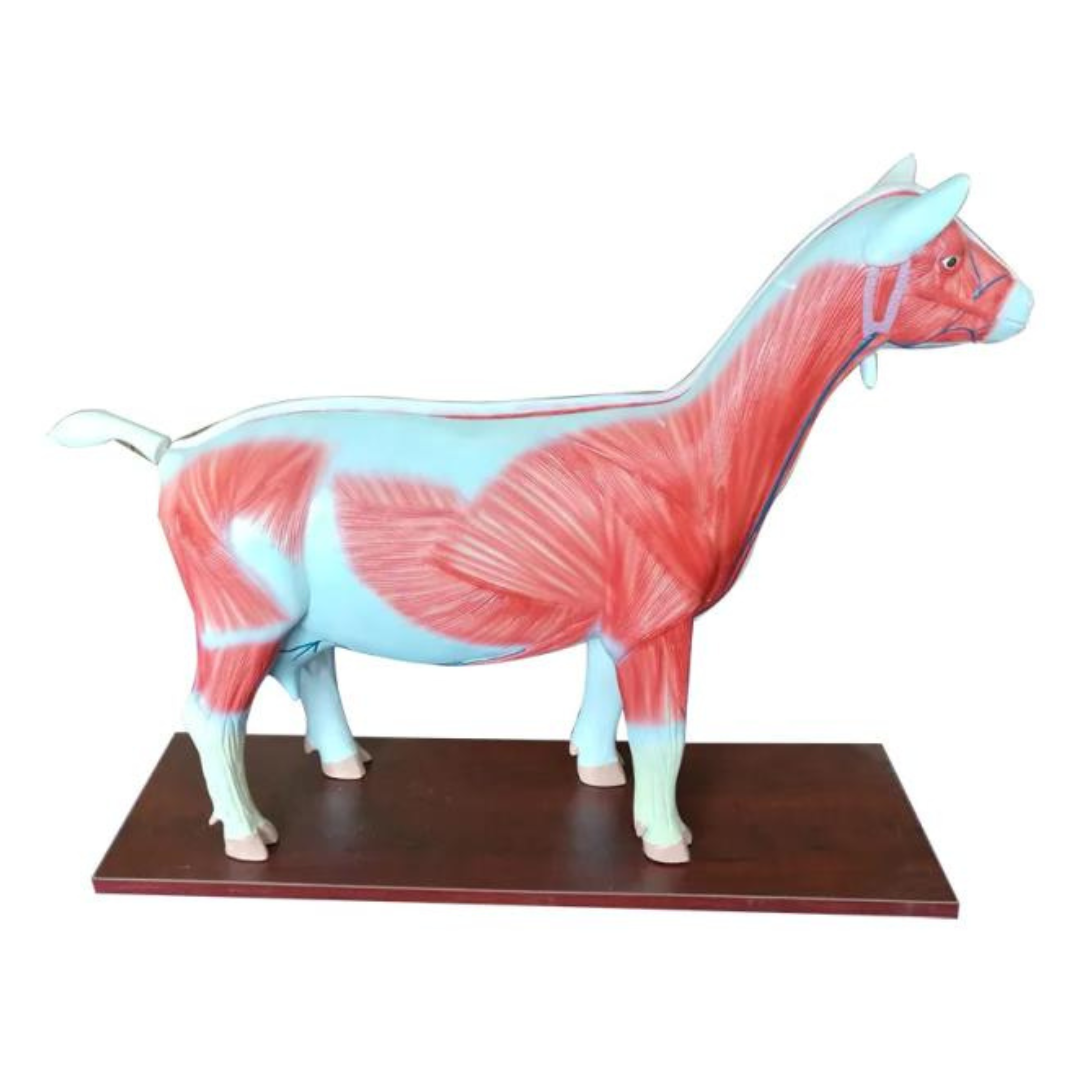 Fibreglass Sheep Dissection Model