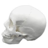 Adult Skull 22 Parts