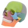 Mini Skull Colored 15 Parts
