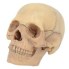 Mini Skull Model 15Part
