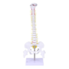 Classic Spinal Column Half-Size