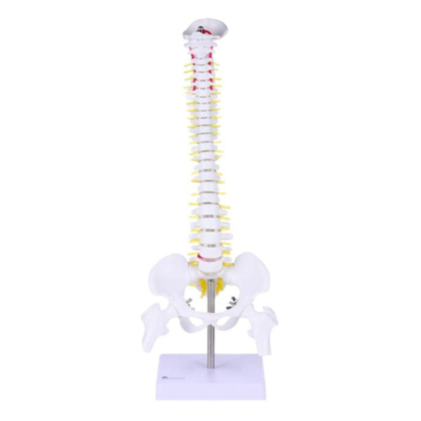 Classic Spinal Column Half-Size