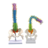 Coloured Spine with Femur