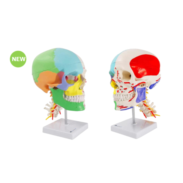 Colored And Muscle Skull With Cervical Vertebra