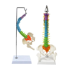 Coloured Flexible Spinal Column Model