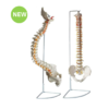 Life-Size Flexible Spinal Column