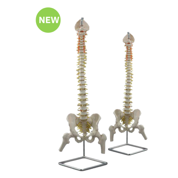 Spinal Column, with Femur, open Sacrum