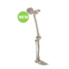 Bone Of The Leg With Half Pelvis