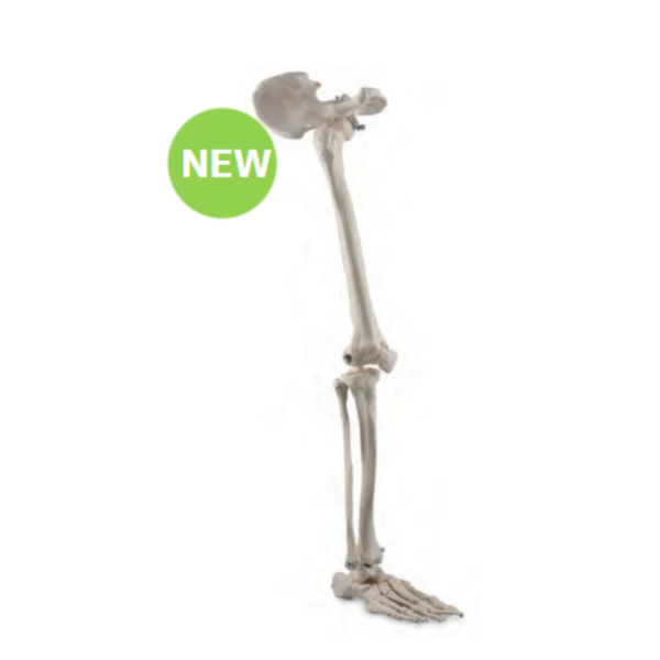 Bone Of The Leg With Half Pelvis