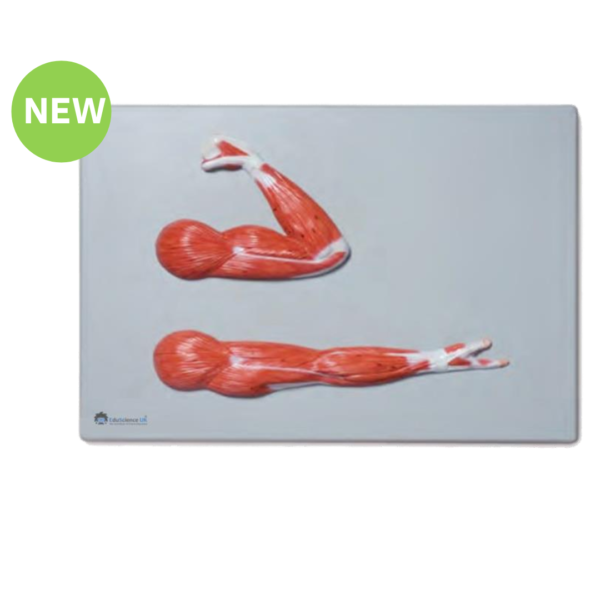 Arm Muscles Detailed Model