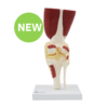Knee Joint Model with Muscle