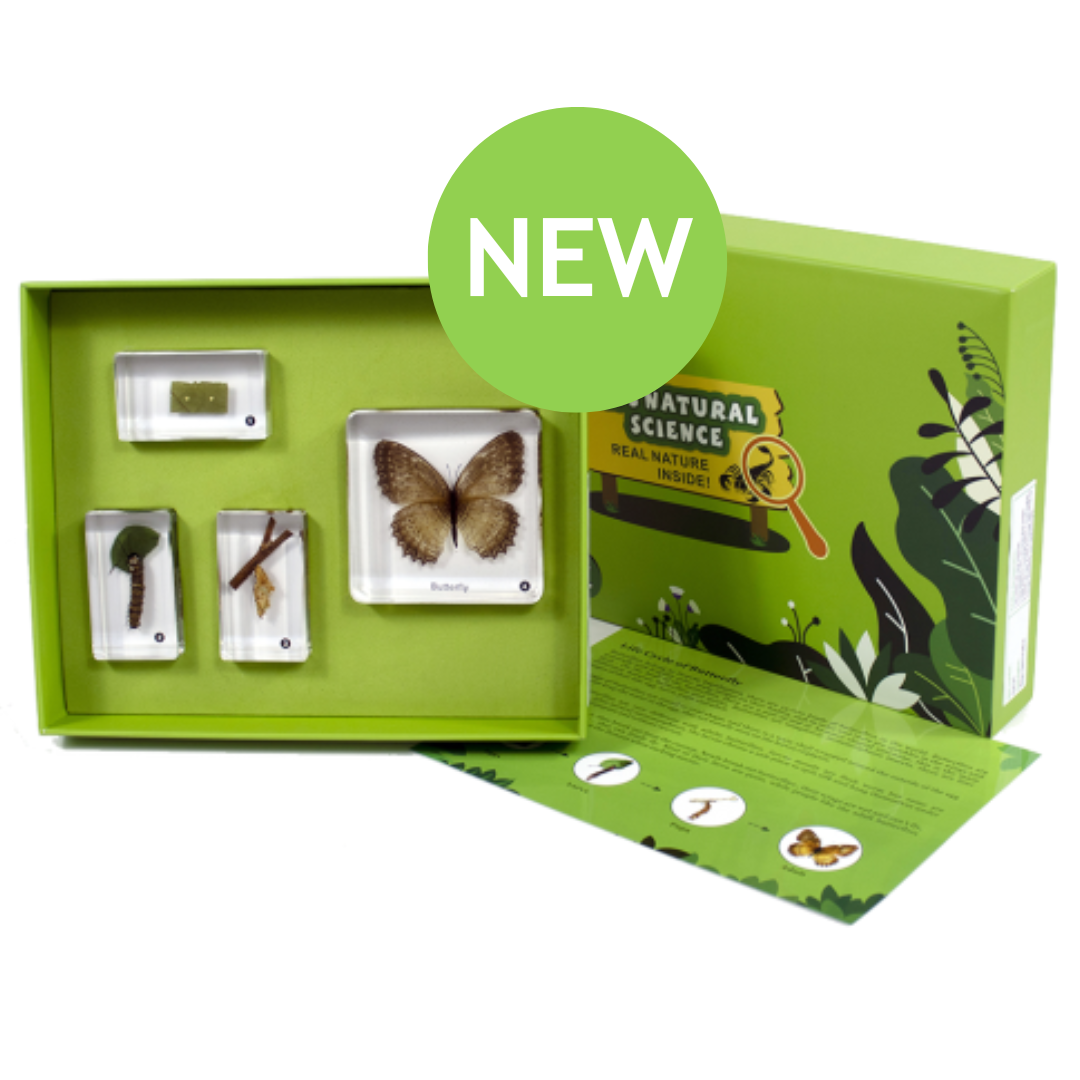 Butterfly Life Cycle Set