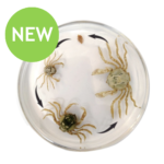 Crab Life Cycle Model
