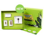 Dragonfly Life Cycle Model