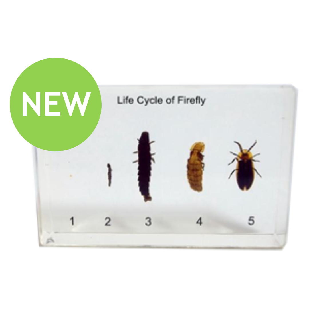 Firefly Life Cycle Model