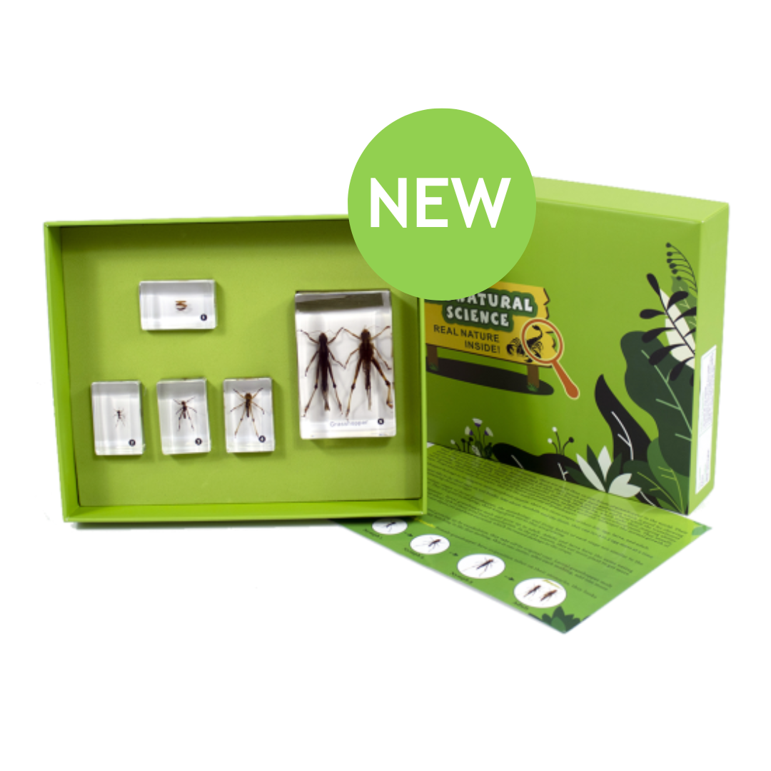 Grasshopper Life Cycle Set