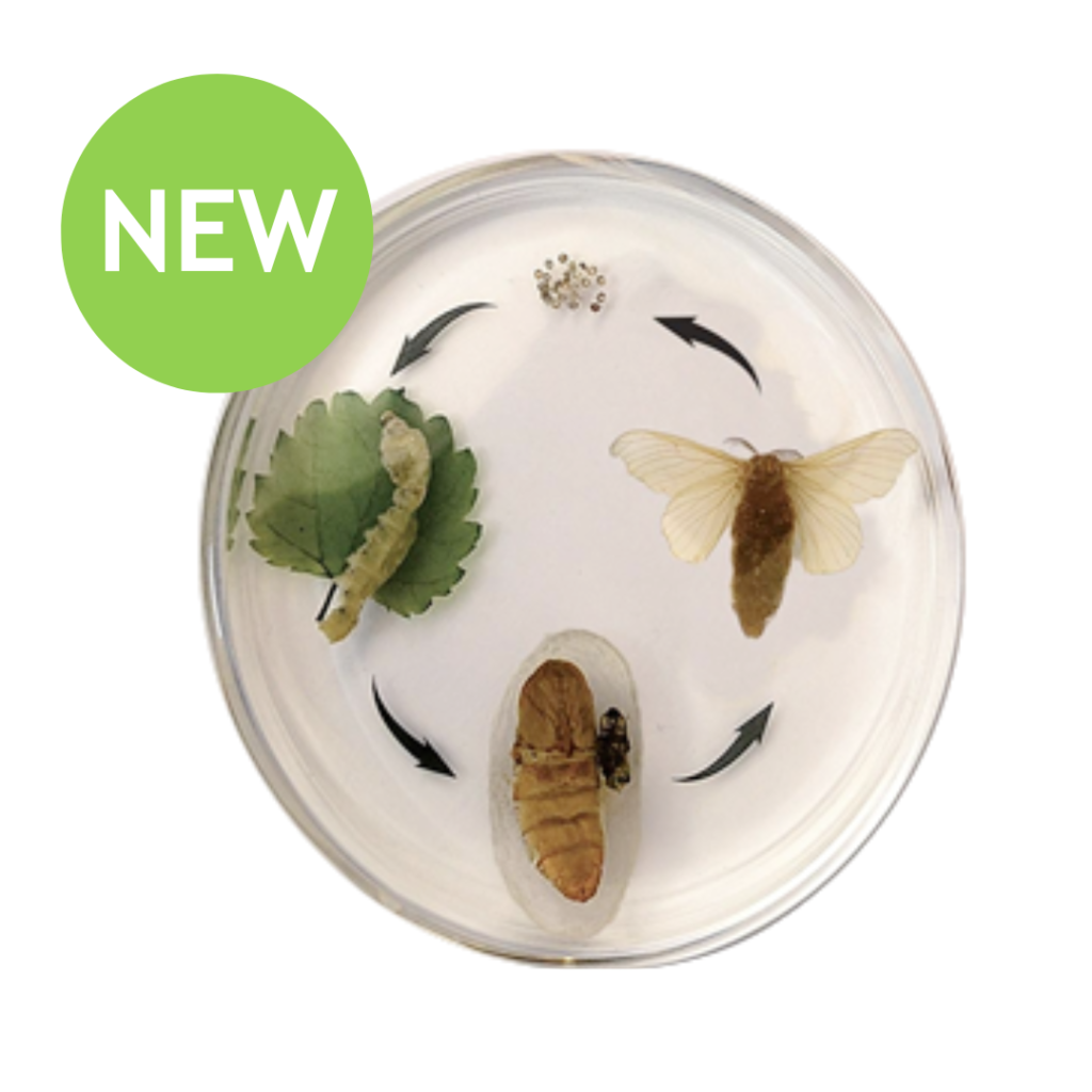 Round Silkworm Life Cycle - Eduscience Video Gallery