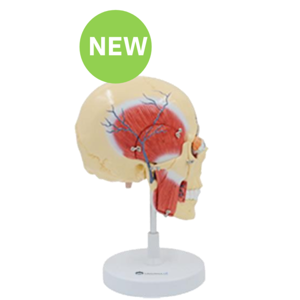 Life Size Masticatory Muscle