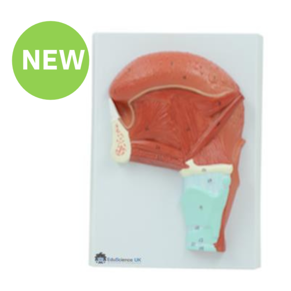 Human Tongue Muscle Model