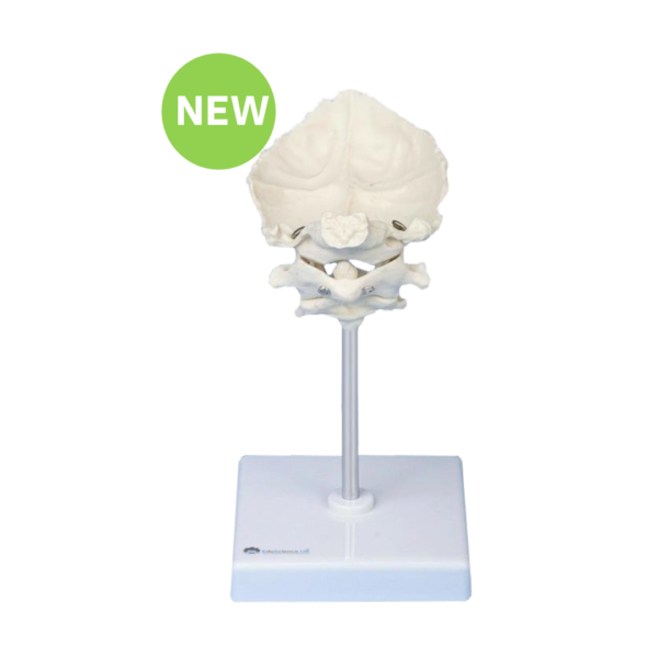 Discover the Human Occipital, Atlas, Axis Model - Enhance Your Anatomy Study!