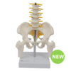 Reduced Size Pelvis Model