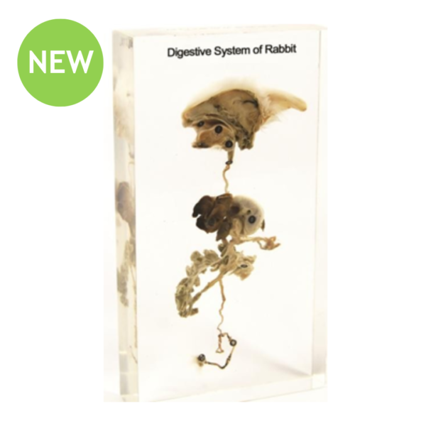 Rabbit Digestive System Set