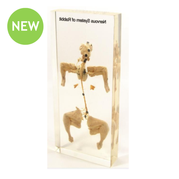 Rabbit Nervous System Set