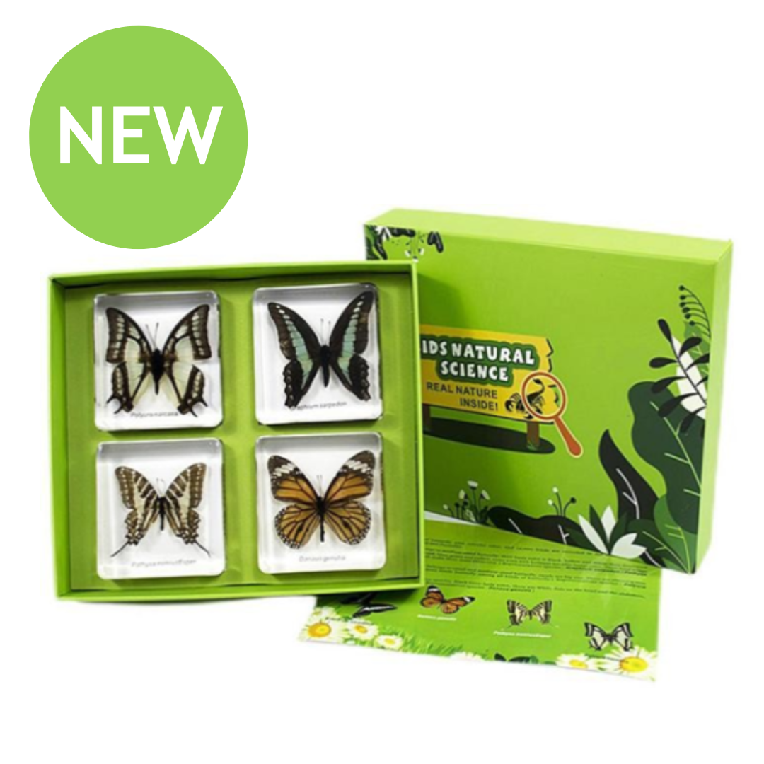 Butterflies Types Observation Set