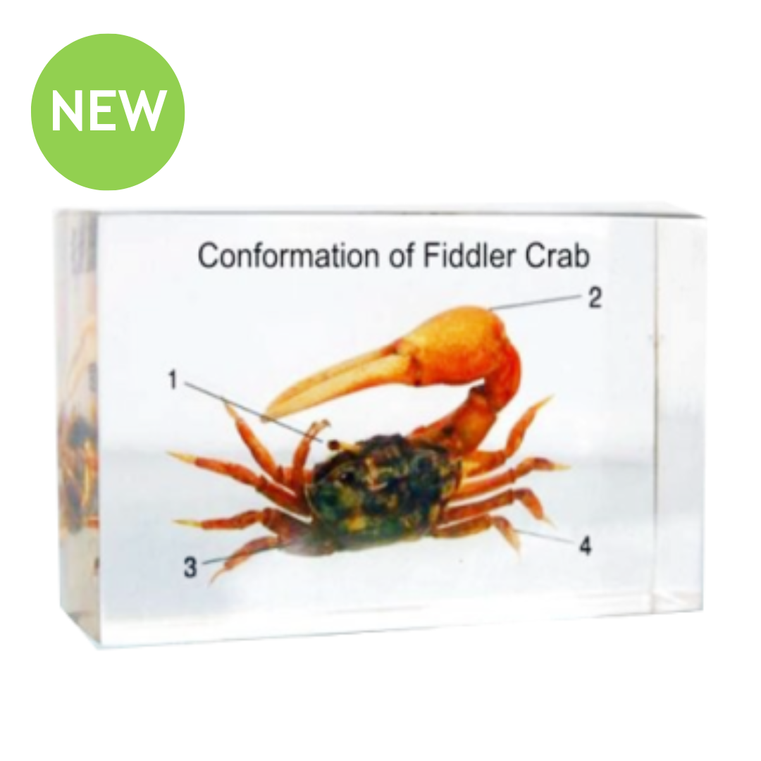 Authentic Fiddler Crab Conformation