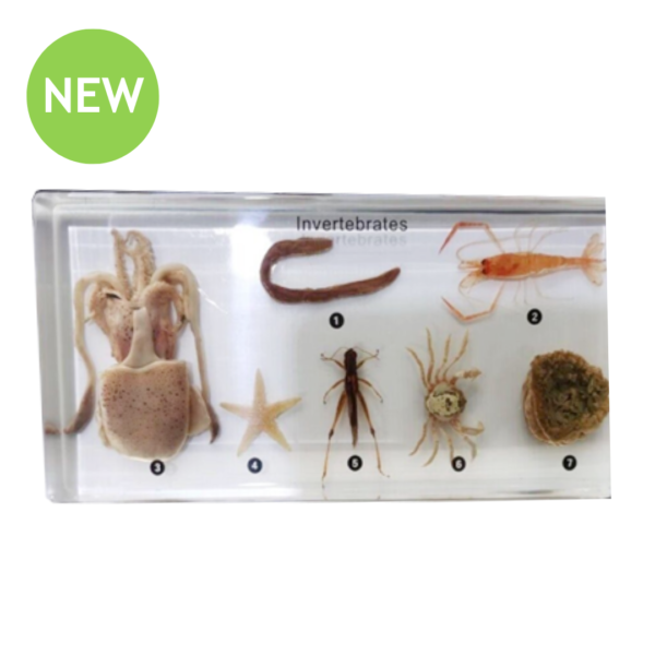 Real Invertebrates Observation Block