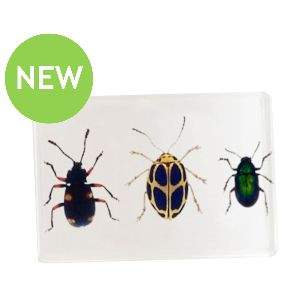 Leaf Beetles Resin Block