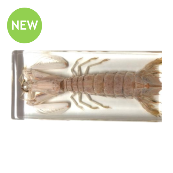 Real Mantis Shrimp Observation